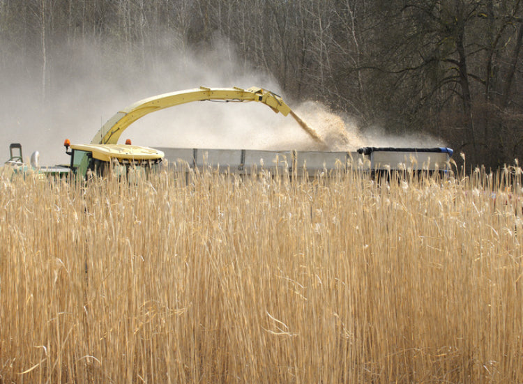 Troncos de noche de Miscanthus – Biomasa ecológica – Medio palé 480 k